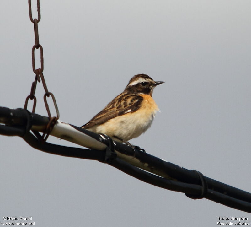 Whinchat