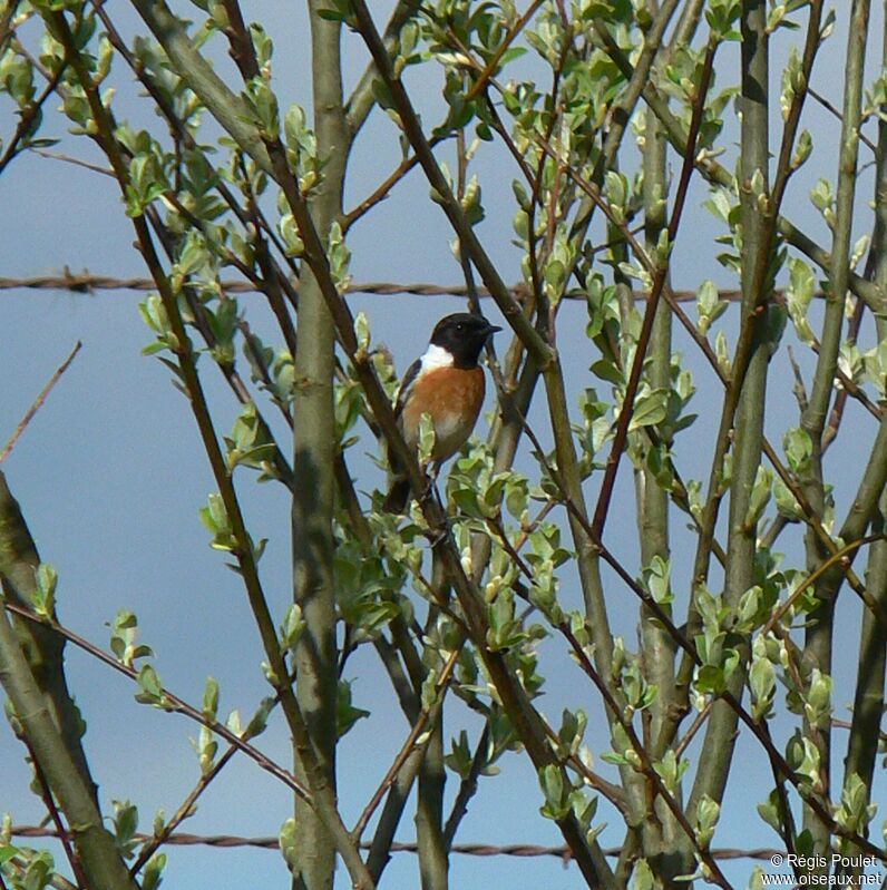 European Stonechat male adult breeding