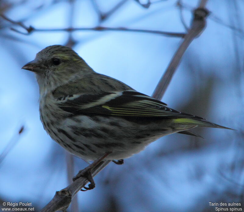 Eurasian Siskin