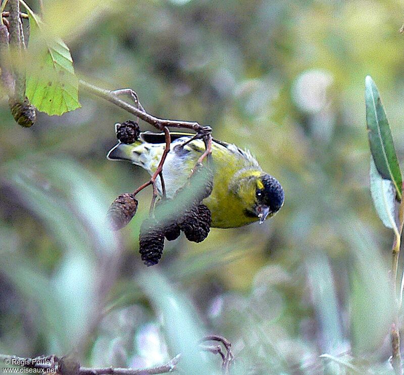 Eurasian Siskin male adult