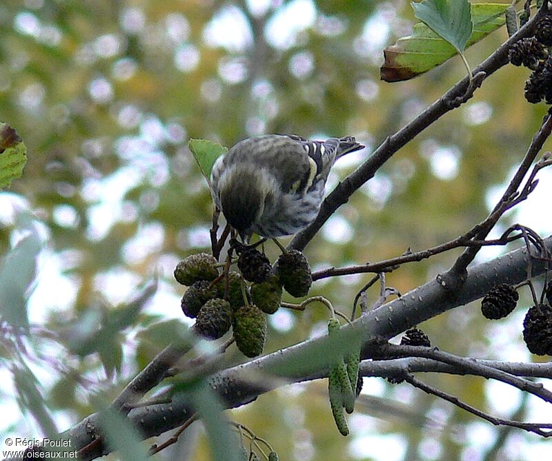 Eurasian Siskin female adult