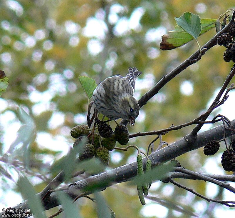 Eurasian Siskin female adult