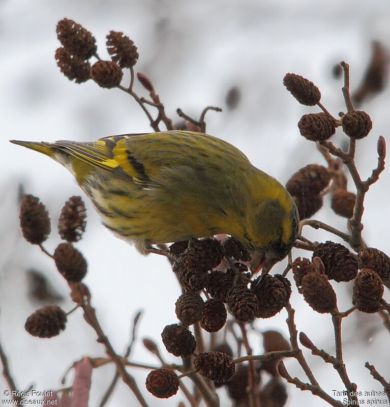 Eurasian Siskin