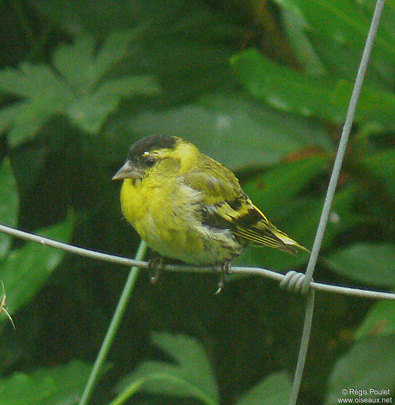 Eurasian Siskin male adult