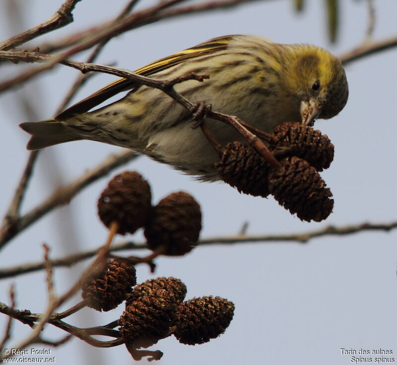 Eurasian Siskin female adult, identification, feeding habits