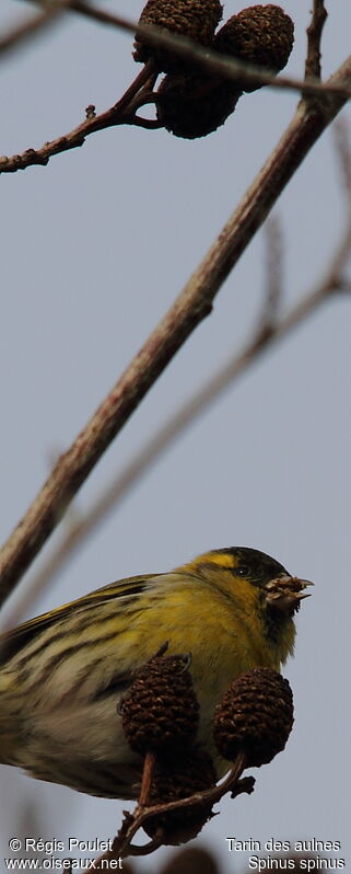 Eurasian Siskin male adult, identification, feeding habits