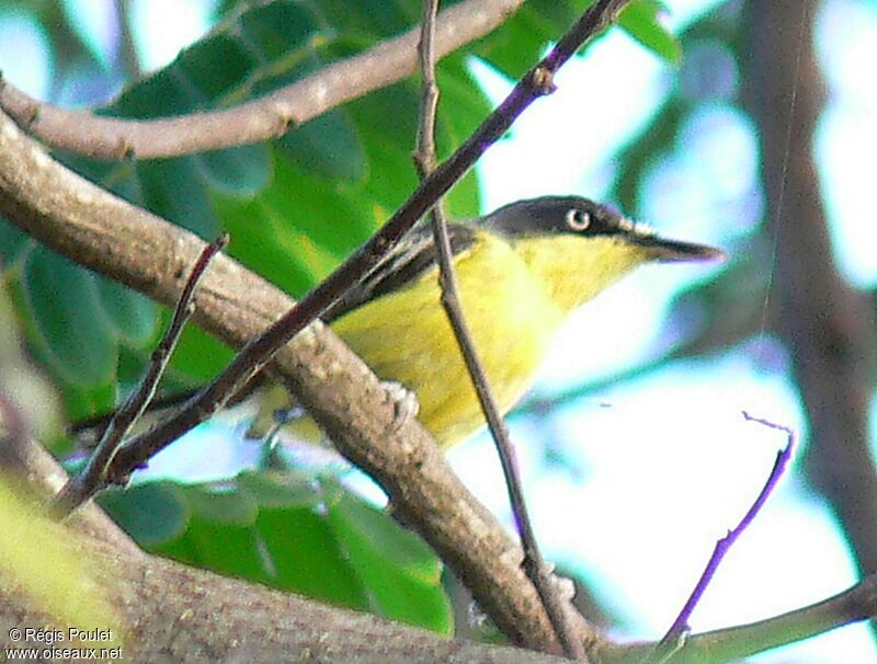 Common Tody-Flycatcheradult