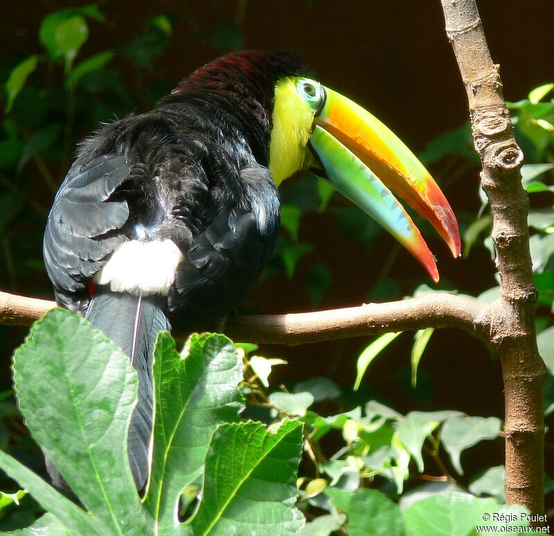 Toucan à carèneadulte