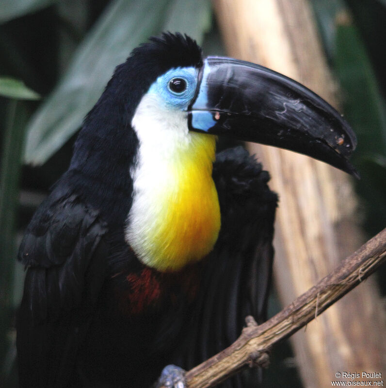 Toucan vitellin