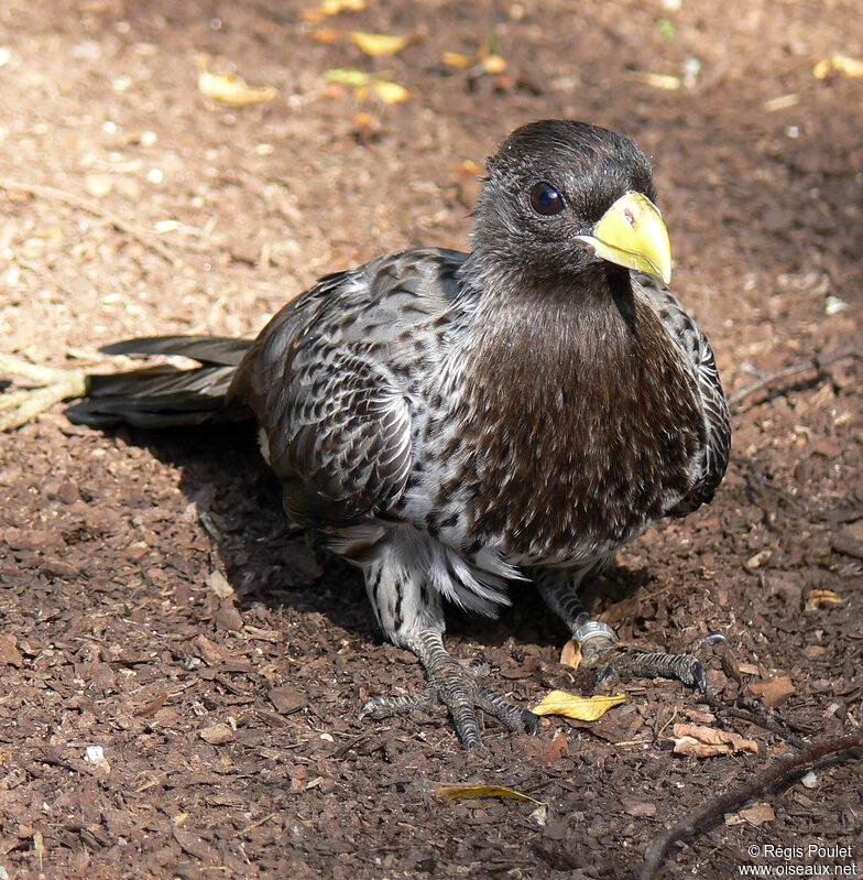 Touraco grisadulte, identification