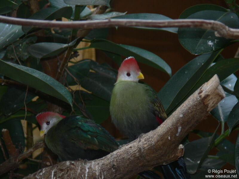 Red-crested Turaco, identification