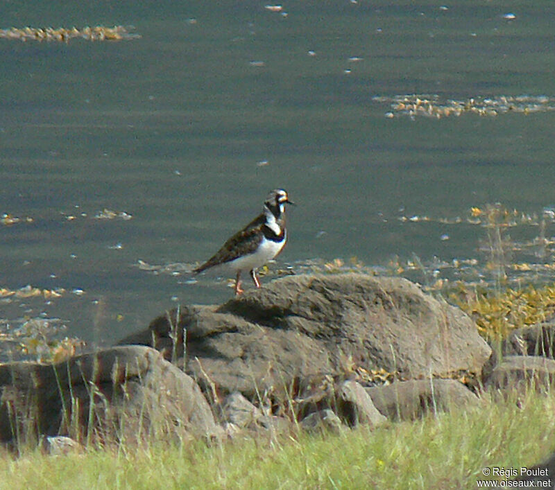 Ruddy Turnstone male adult breeding