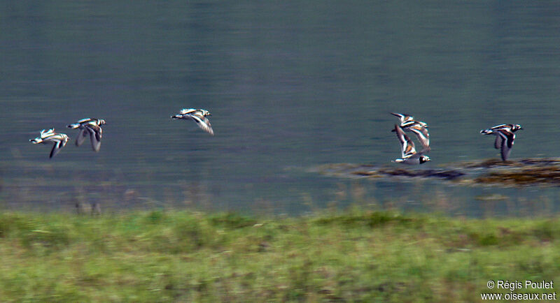 Ruddy Turnstone