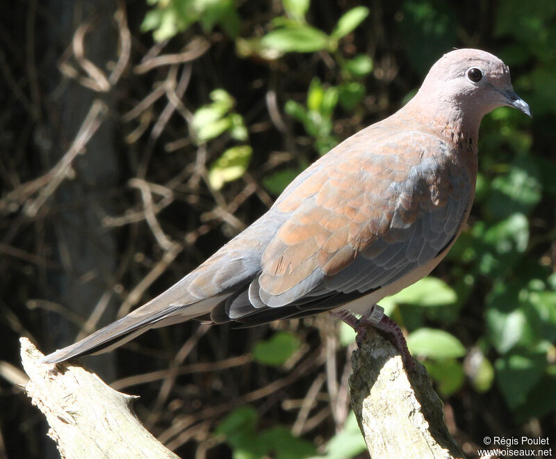 Laughing Dove