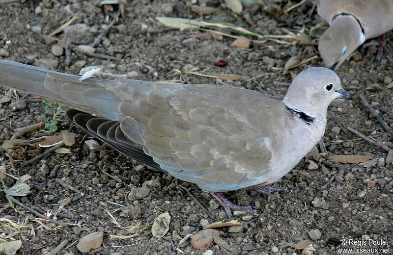 Eurasian Collared Doveadult, identification