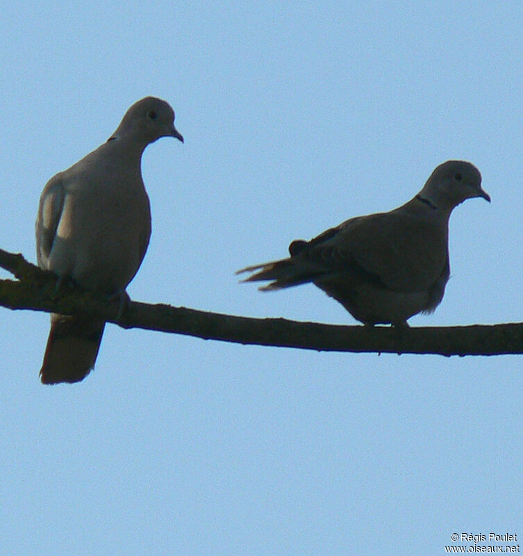 Eurasian Collared Dove adult