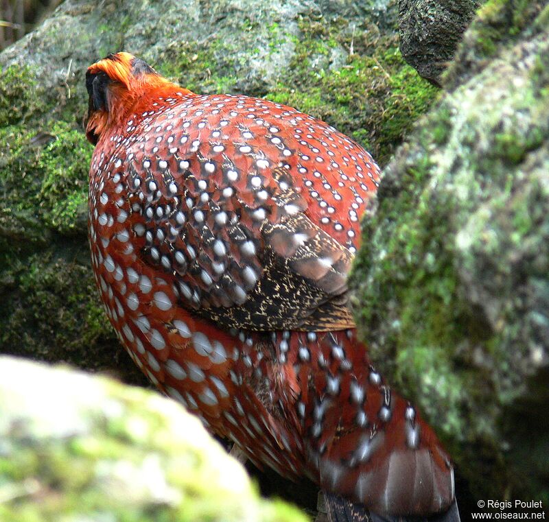 Temminck's Tragopan, identification