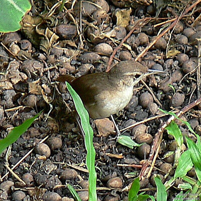 Troglodyte austral