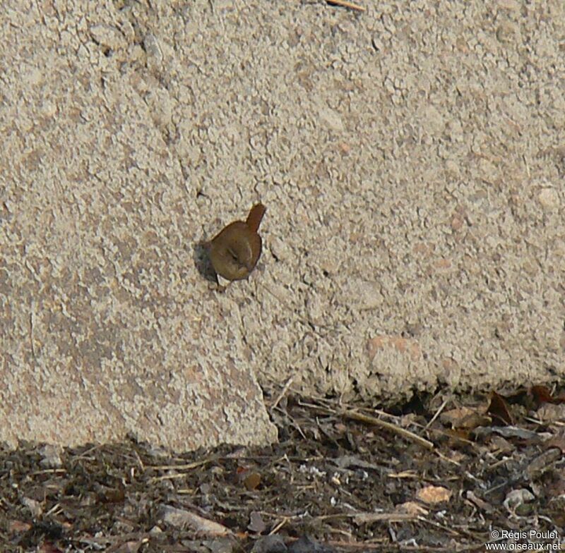 Eurasian Wrenadult