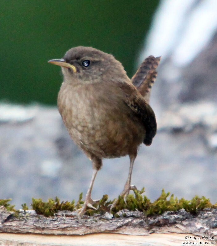 Eurasian Wrenadult, identification