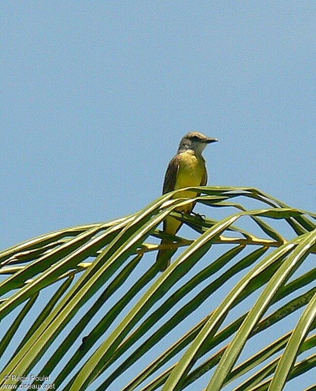 Tropical Kingbirdadult