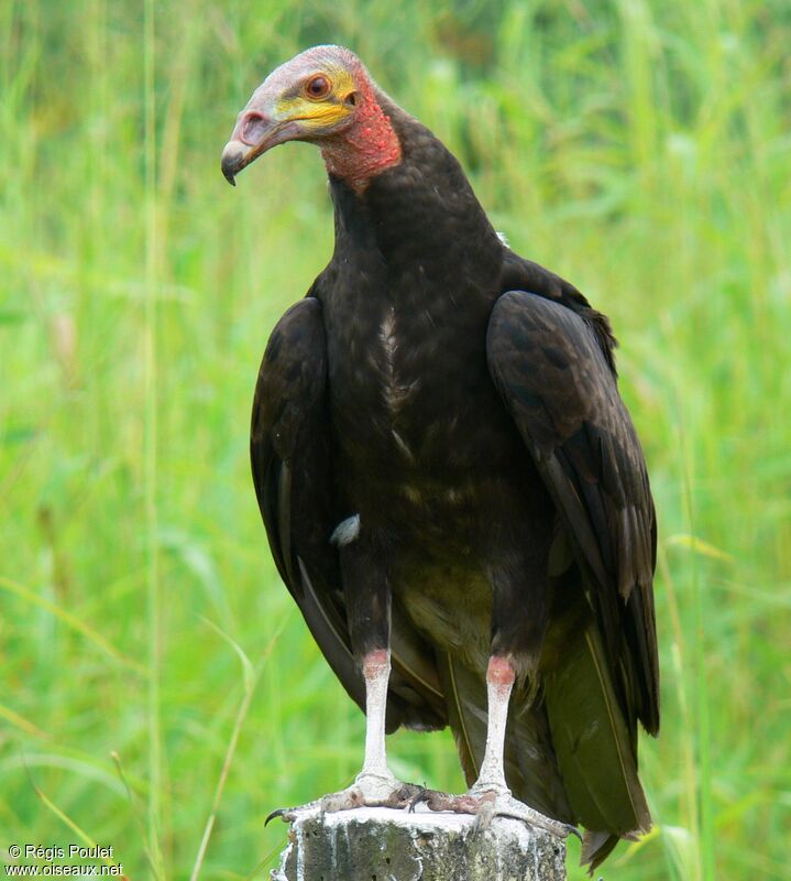 Lesser Yellow-headed Vultureadult