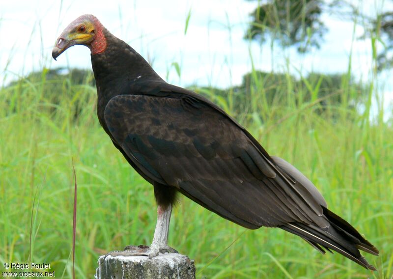 Lesser Yellow-headed Vultureadult