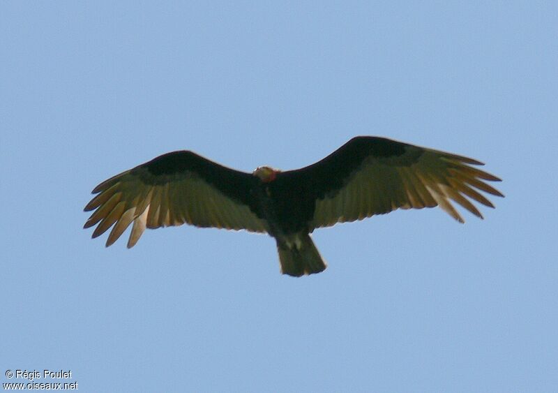 Lesser Yellow-headed Vultureadult