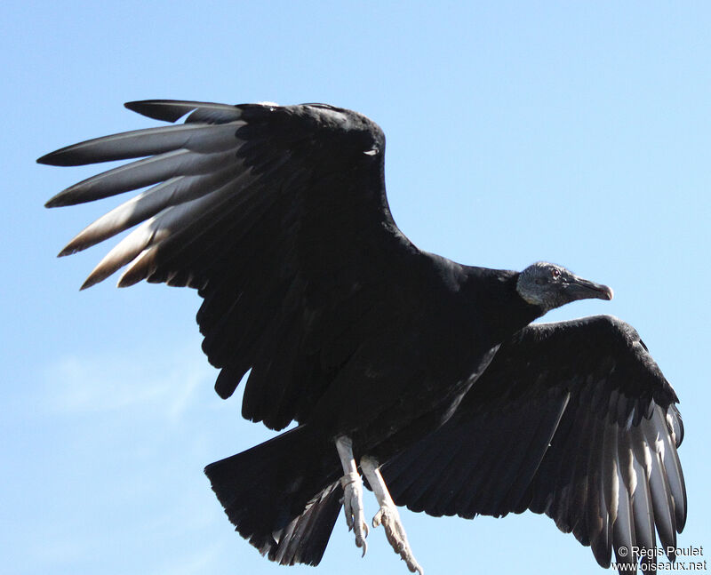 Black Vulture, Flight