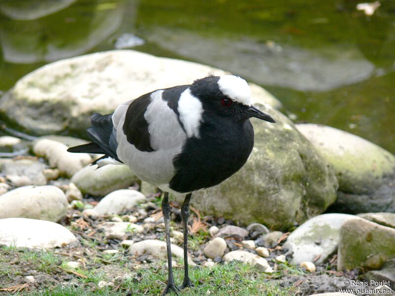 Blacksmith Lapwing