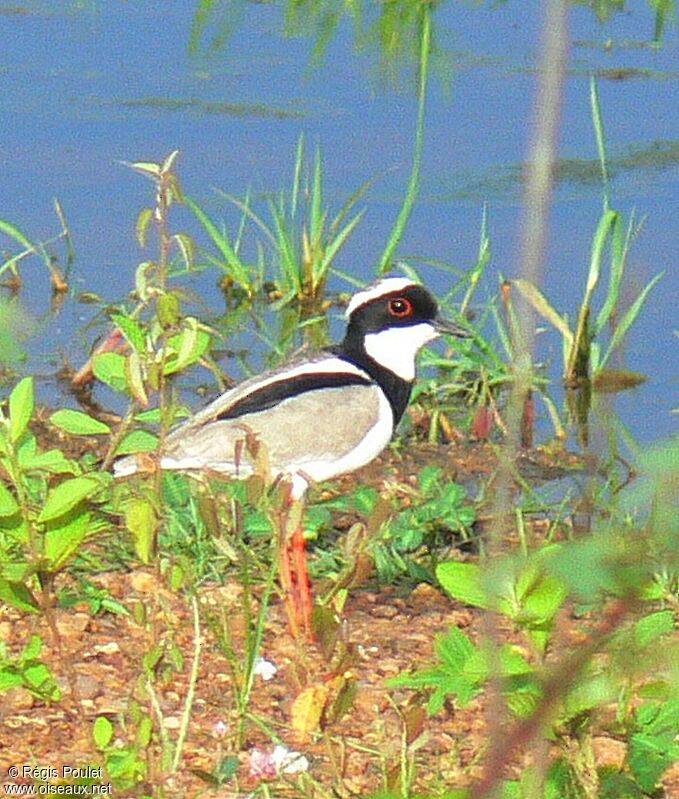 Vanneau de Cayenneadulte