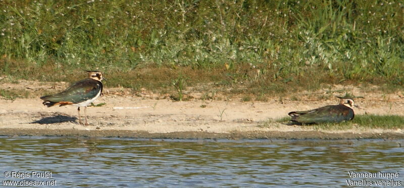 Northern Lapwingadult breeding