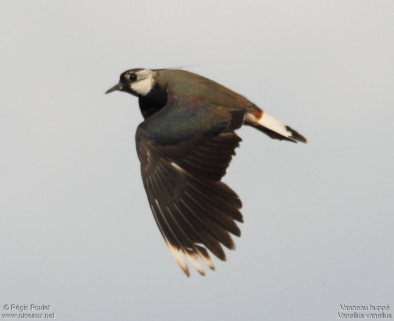 Northern Lapwing, Flight