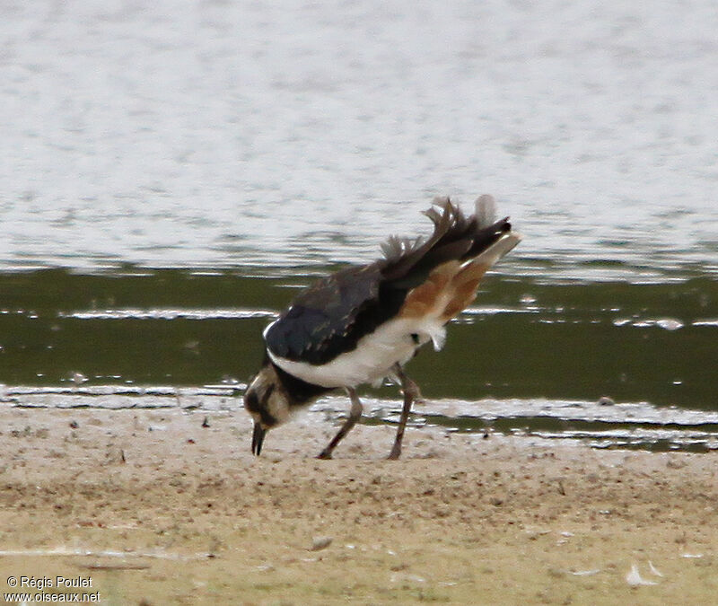 Northern Lapwingadult