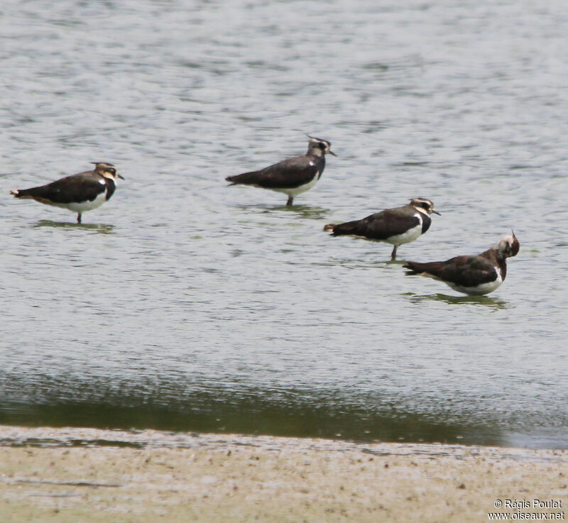 Northern Lapwing