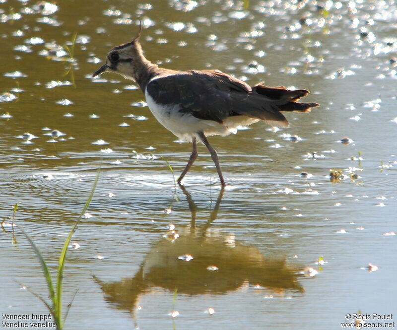 Northern Lapwing