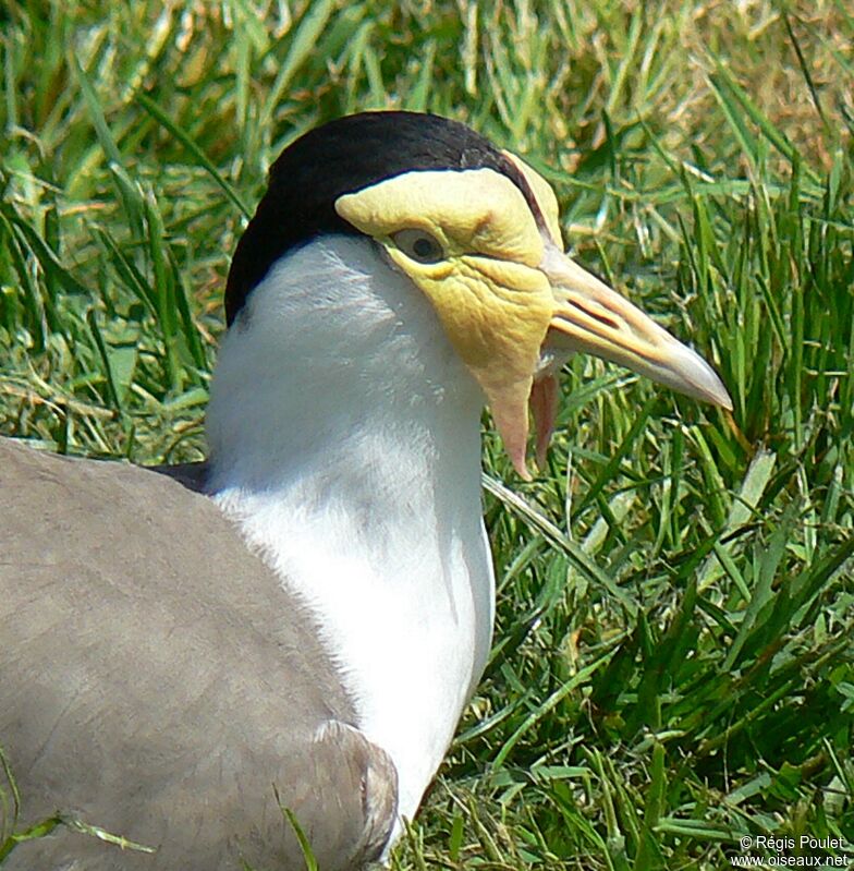 Masked Lapwing