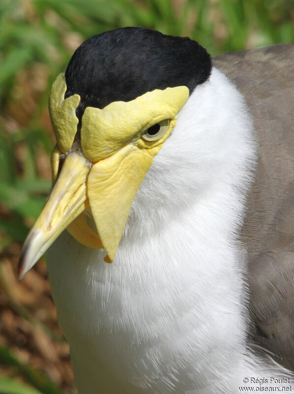 Masked Lapwing, identification