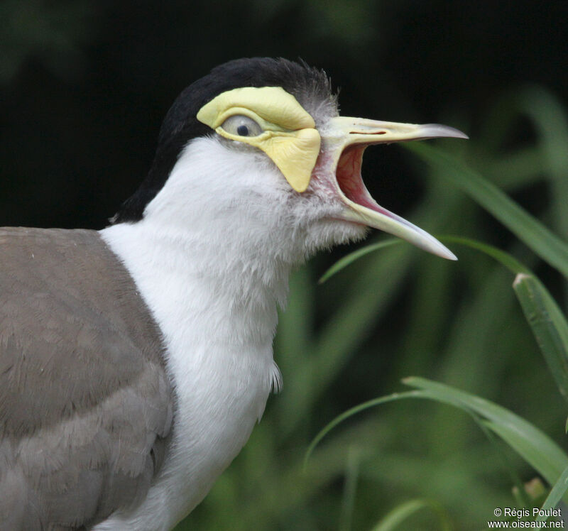 Masked Lapwing, Behaviour