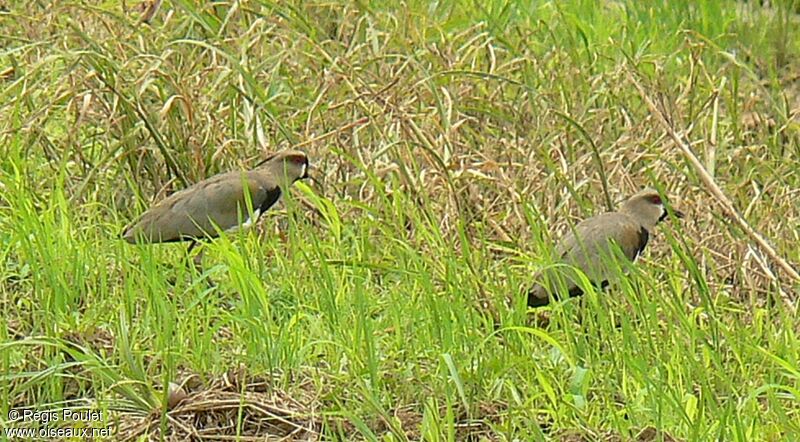 Southern Lapwingadult