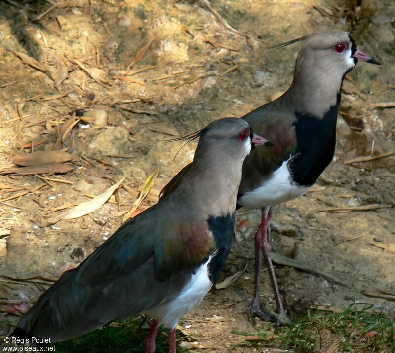 Southern Lapwing