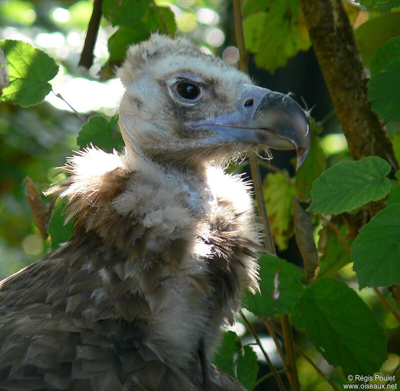 Cinereous Vultureadult