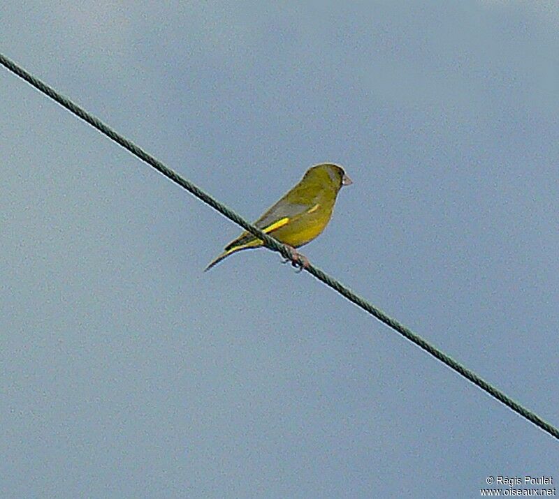 European Greenfinch male adult breeding