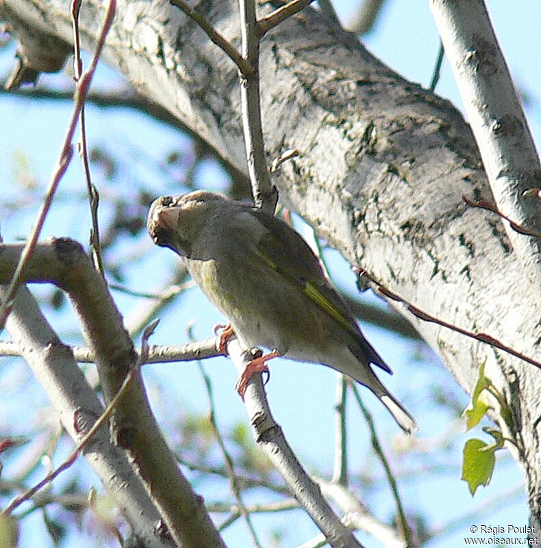 European Greenfinch female adult