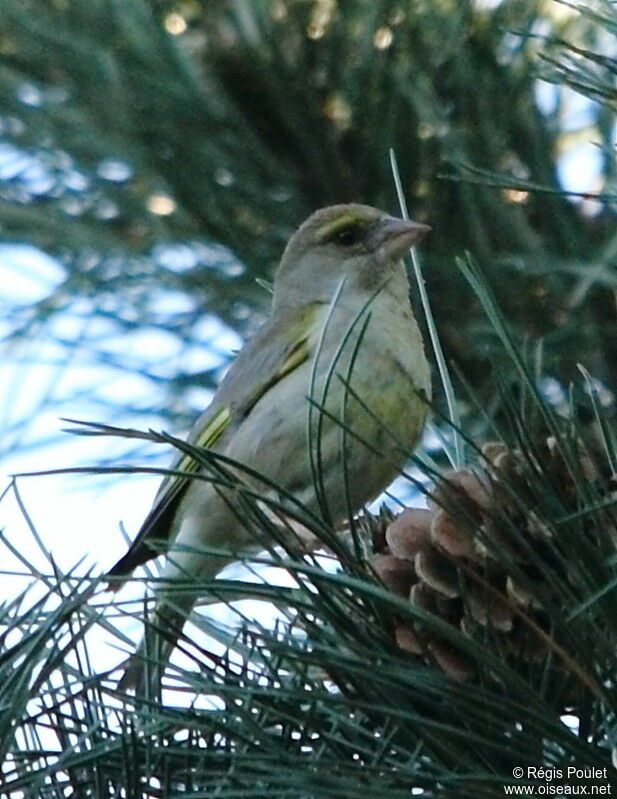 European Greenfinch