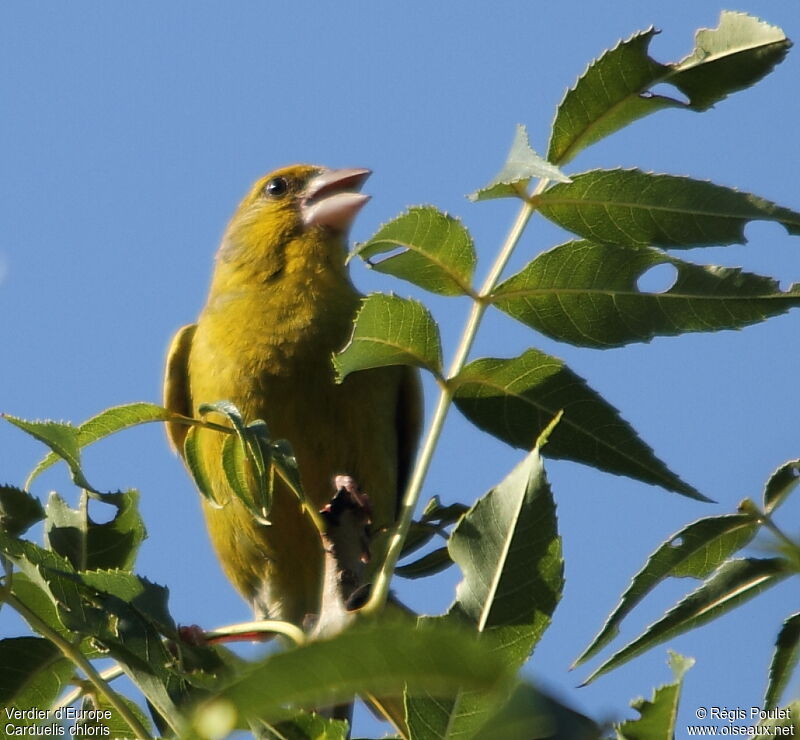 European Greenfinch female adult post breeding