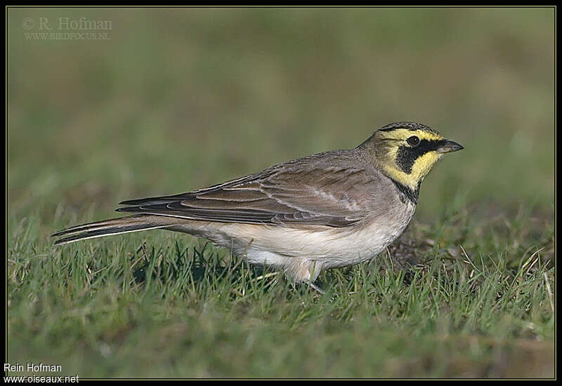 Horned Lark, identification