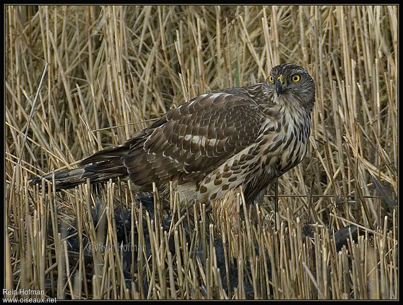 Autour des palombesimmature, identification