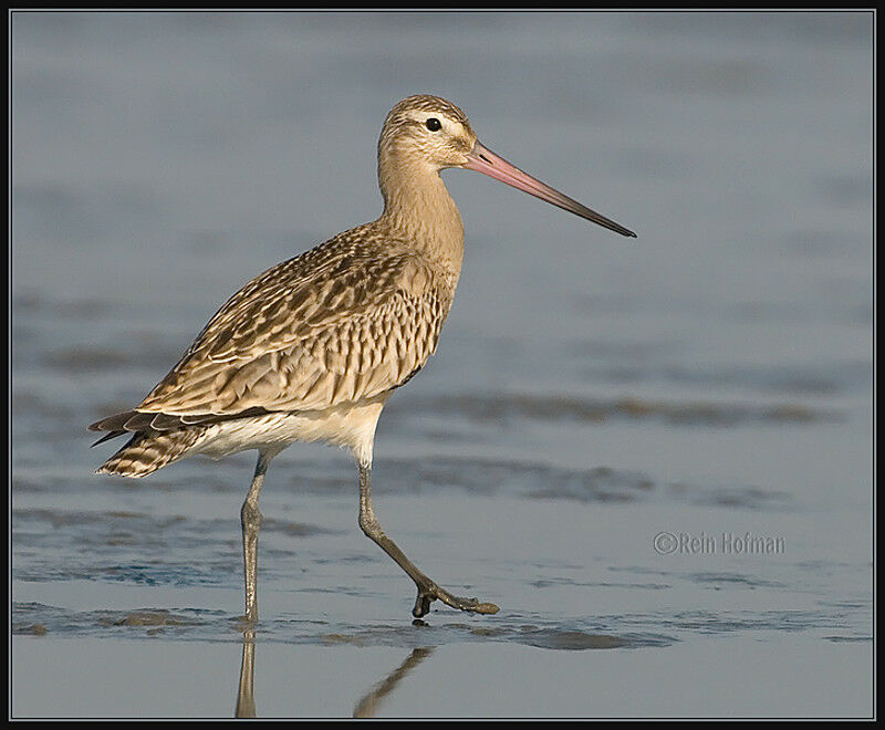 Bar-tailed Godwit