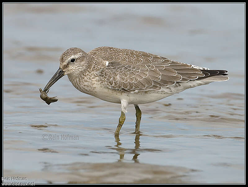 Red KnotFirst year, feeding habits